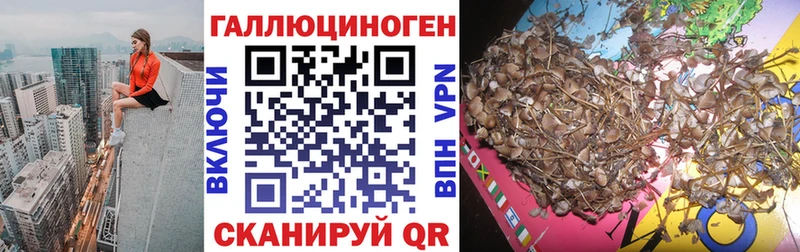 где продают   Сухой Лог  Псилоцибиновые грибы прущие грибы 